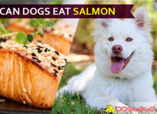 dog eat salmon