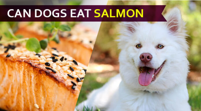 dog eat salmon
