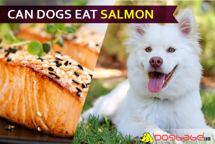 dog eat salmon
