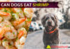 Can Dogs Eat Shrimp? Will shrimp shrink your dogbabe’s gut health? dog eat shrimp