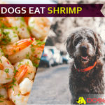 Can Dogs Eat Shrimp? Will shrimp shrink your dogbabe’s gut health? dog eat shrimp