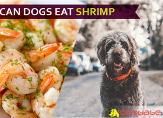 Can Dogs Eat Shrimp? Will shrimp shrink your dogbabe’s gut health? dog eat shrimp