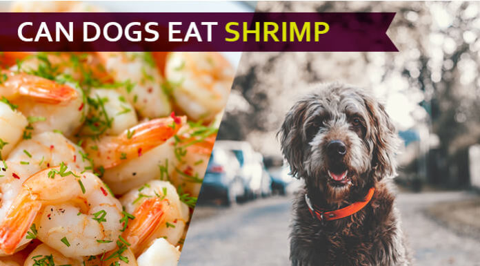 dog eat shrimp