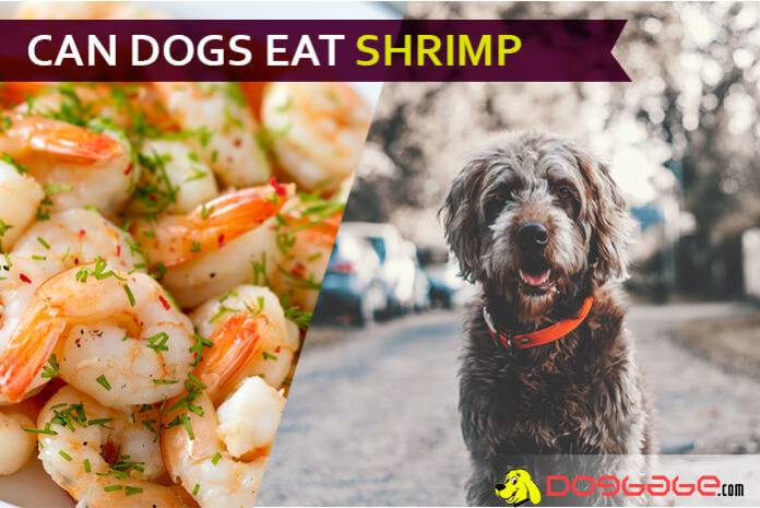 dog eat shrimp