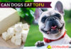 Can Dogs Eat Tofu? Is Tofu good or bad for dogs? A definitive answer! dog eat tofu