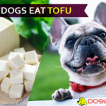 Can Dogs Eat Tofu? Is Tofu good or bad for dogs? A definitive answer! dog eat tofu
