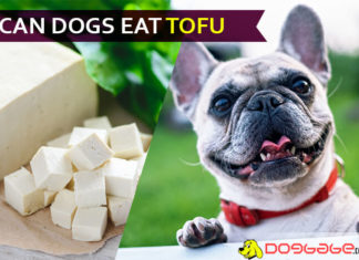 Can Dogs Eat Tofu? Is Tofu good or bad for dogs? A definitive answer! dog eat tofu