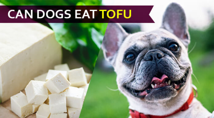 dog eat tofu