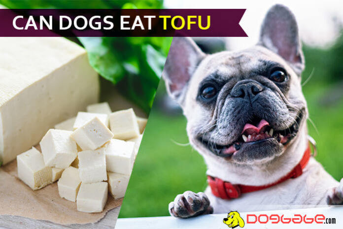 dog eat tofu