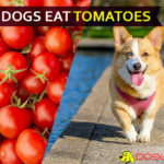 Can Dogs eat Tomatoes? Spicy diet for your tommy! dog eat tomatoe