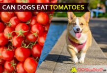 dog eat tomatoe