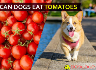 Can Dogs eat Tomatoes? Spicy diet for your tommy! dog eat tomatoe
