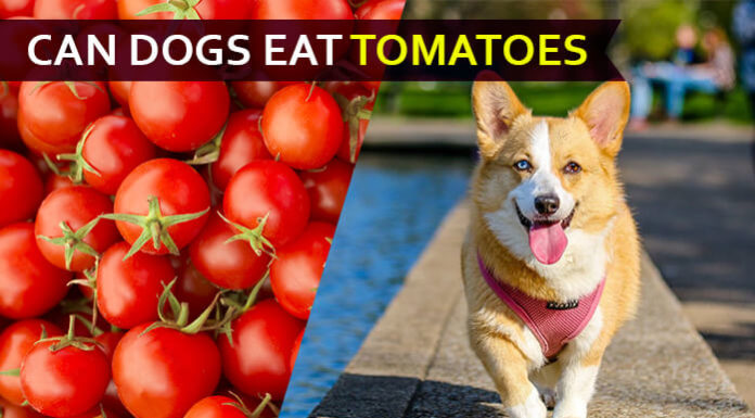 Can Dogs eat Tomatoes? Spicy diet for your tommy! dog eat tomatoe