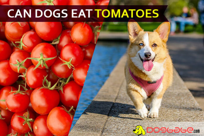 dog eat tomatoe