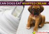 Can Dogs Eat Whipped Cream? Why Whipped Cream Bad for Dogs? dog eat whipped cream