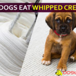 Can Dogs Eat Whipped Cream? Why Whipped Cream Bad for Dogs? dog eat whipped cream