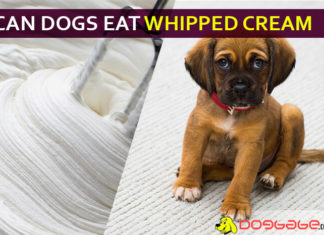 Can Dogs Eat Whipped Cream? Why Whipped Cream Bad for Dogs? dog eat whipped cream