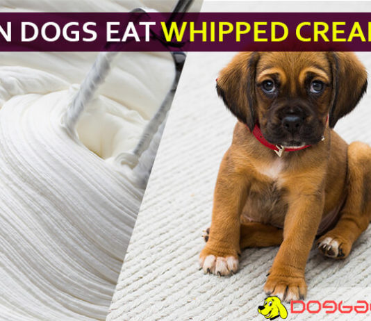 dog eat whipped cream