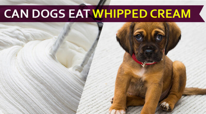 Can Dogs Eat Whipped Cream? Why Whipped Cream Bad for Dogs? dog eat whipped cream