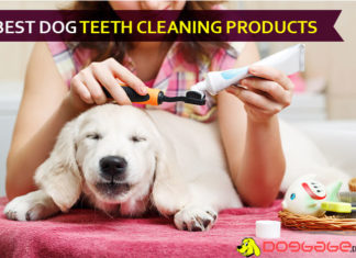 Best Dog Teeth Cleaning Products dog teeth cleaning products