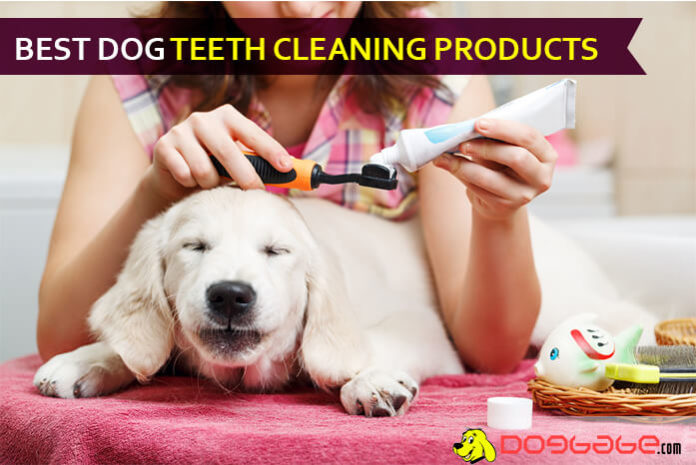 dog teeth cleaning products