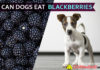 Can Dogs Eat BlackBerries? Is it safe for your dog? Dig it down! dogs eat blackberries