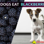 Can Dogs Eat BlackBerries? Is it safe for your dog? Dig it down! dogs eat blackberries