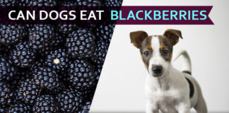 dogs eat blackberries