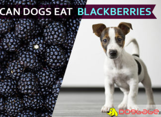 Can Dogs Eat BlackBerries? Is it safe for your dog? Dig it down! dogs eat blackberries
