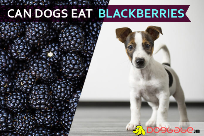 dogs eat blackberries