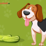 Can dogs eat cucumbers? Are Cucumbers Good or Bad for Dogs? dogs eat cucumbers