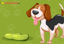 Can dogs eat cucumbers? Are Cucumbers Good or Bad for Dogs? dogs eat cucumbers