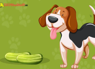 Can dogs eat cucumbers? Are Cucumbers Good or Bad for Dogs? dogs eat cucumbers