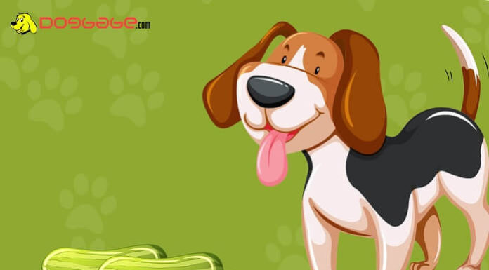 dogs eat cucumbers