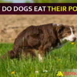 Why do dogs eat their poops? Don’t they know that is shit? why do dogs eat their poop