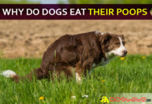 why do dogs eat their poop