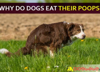 Why do dogs eat their poops? Don’t they know that is shit? why do dogs eat their poop