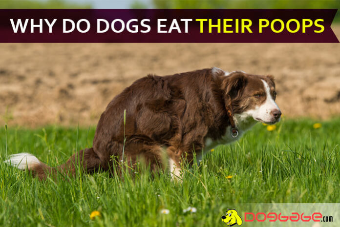 why do dogs eat their poop