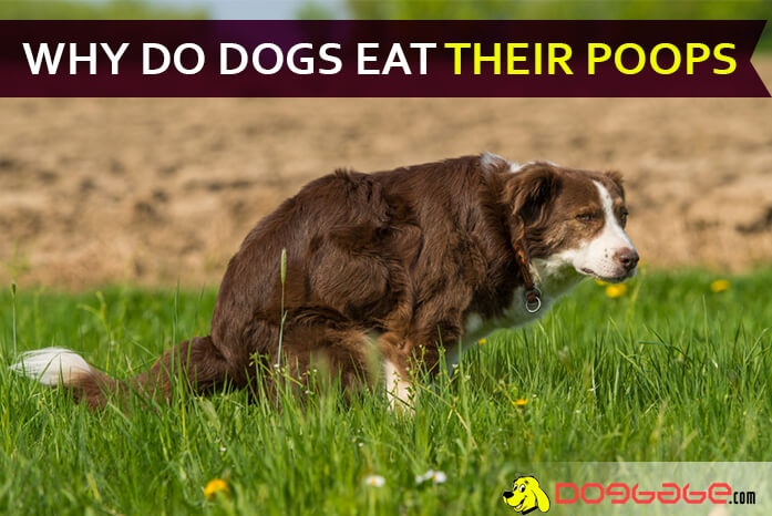 can puppies get sick from eating their own poop