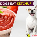 dog eat ketchup