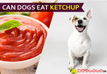 dog eat ketchup