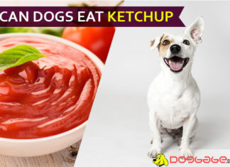 Can Dogs Eat Ketchup? Is Ketchup Bad for Dogs? dog eat ketchup