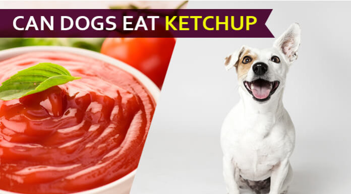 dog eat ketchup