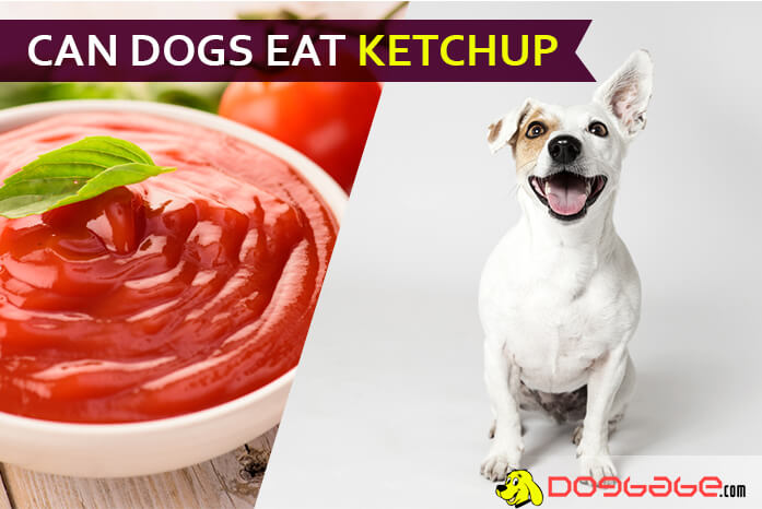 Can Dogs Eat Ketchup? Get Ready To Be 