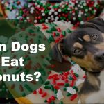 Can Dogs Eat Donuts?