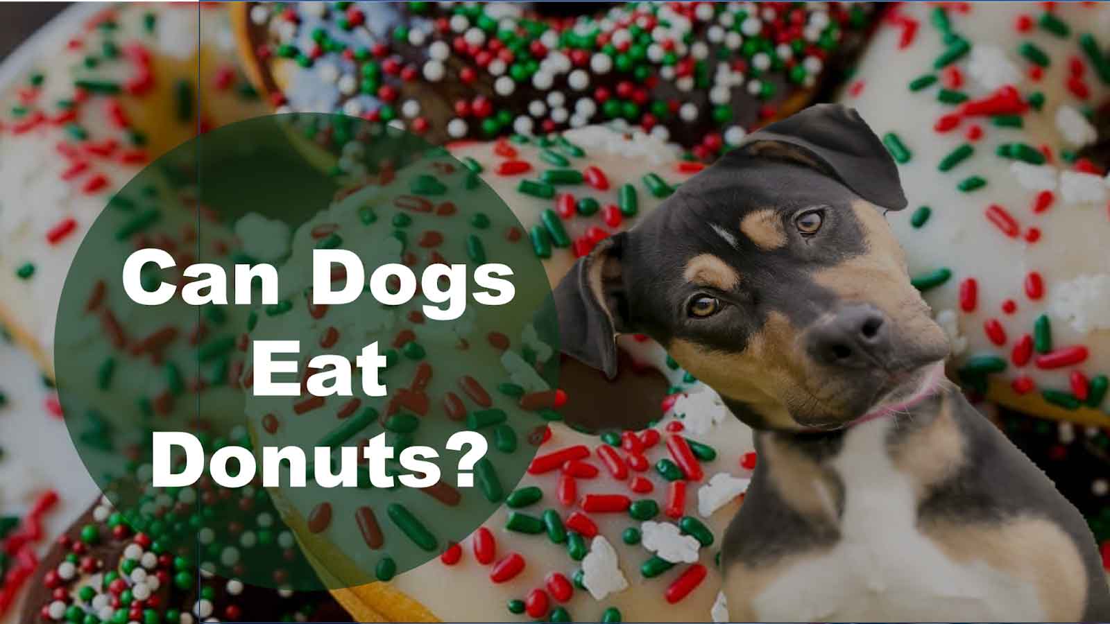 Can Dogs Eat Donuts Dog Babe