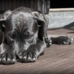 Ways to Clean Dog Urine from Wood Floor