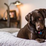 How To Clean A Dog Bed That Has A Pee Stain