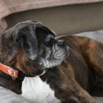 How To Get A Dog To Use A New Bed