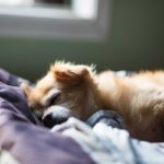 How to Get A Puppy To Sleep Through The Night